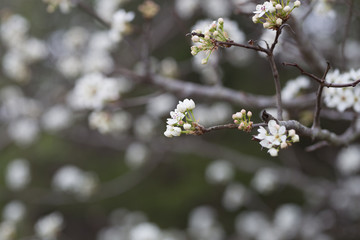 Beautiful spring flowers with colorful bokeh
