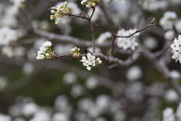 Beautiful spring flowers with colorful bokeh