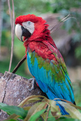 Guacamaya del Delta del Orinoco