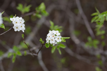 Beautiful spring flowers with colorful bokeh