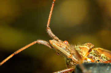 Macro detail of beetle head with antennae and eyes