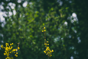 Beautiful spring flowers with colorful bokeh