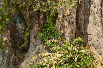 tree branches of seven tombs dome in hydrabad india