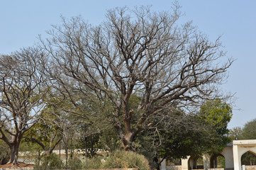 tree branches of seven tombs dome in hydrabad india