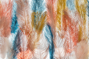 Multicolored feathers on a white background