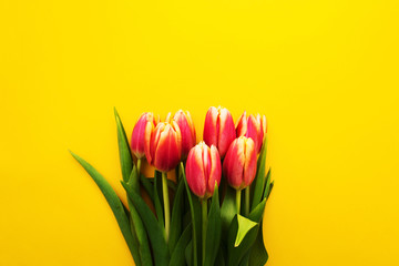 Beautiful spring bouquet of pink tulips with leaves over yellow background