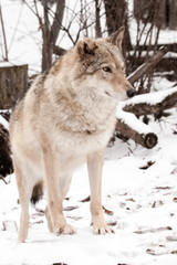 Peppy young beast. Gray wolf female in the snow, beautiful strong animal in winter.