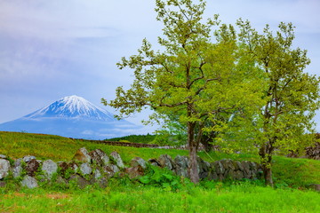 富士山と新緑の木、静岡県富士宮市にて