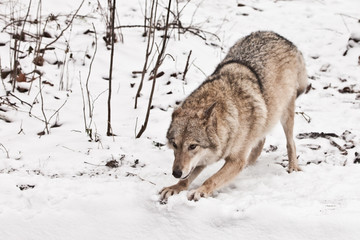 Welcomes cute. Gray wolf female in the snow, beautiful strong animal in winter.