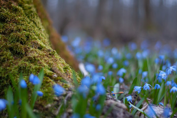 spring blue flowers spells in the forest near moss