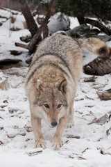 Naklejka premium joyful greeting. Gray wolf female in the snow, beautiful strong animal in winter.