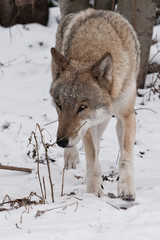 Insidious look of a gray wolf from a red cap. Gray wolf ale in the snow, strong animal in winter.