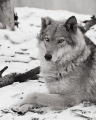 The beauty in profile is large imposingly. Gray wolf female in the snow, beautiful strong animal in winter.
