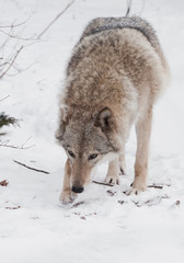Obraz premium Dangerous beast hunting sniffs prey. Gray wolf female in the snow, beautiful strong animal in winter.