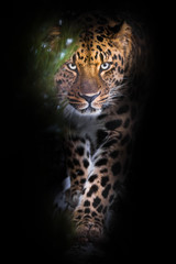 Fototapeta na wymiar Looks from behind a green branch. leopard isolated on black background. Wild beautiful big cat in the night darkness, a mysterious and dangerous beast.