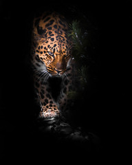 Thoughtfully, the head of the beast. leopard isolated on black background. Wild beautiful big cat in the night darkness, a mysterious and dangerous beast.