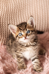 Cute little red kitten sleeps on fur white blanket
