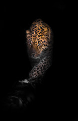 Step forward. leopard isolated on black background. Wild beautiful big cat in the night darkness, a mysterious and dangerous beast.