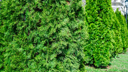 Row of thuja trees. Lined tree backyard. Hedge of white cedar