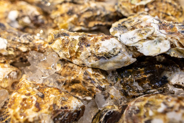 Sea oysters on the counter in a cafe.