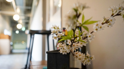 館内に飾られたソメイヨシノの枝と花