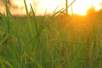 landscape photo rice field sunlight free