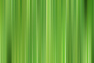 texture of green leaf blur