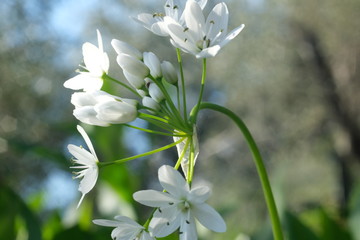 Wild garlic flower blossom, white color. Macro photography of the petals of the spring bloom.