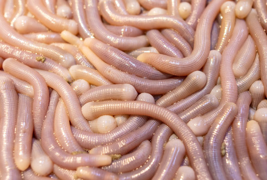 Sea worms on the counter in a cafe.