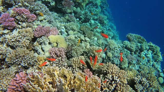 Many red small fish swim among corals in the Red Sea, Egypt, 4k