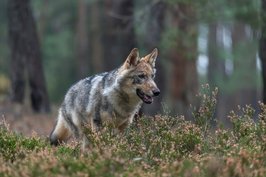 Lone wolf running in autumn forest Czech Republic