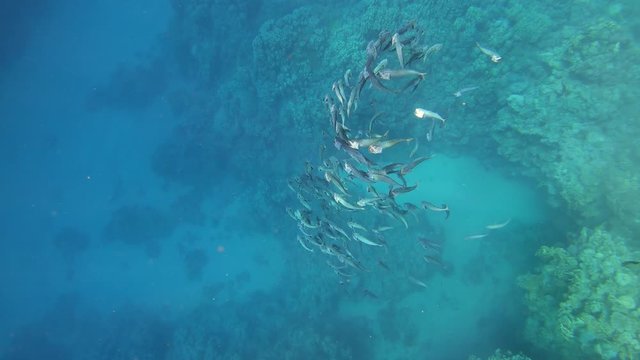 School of Indian mackerel (Rastrelliger kanagurta) feeding in Red Sea, Egypt, 4k