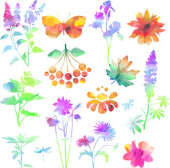 Watercolor collection