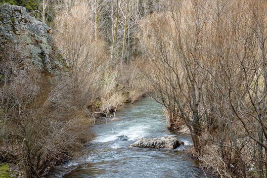 Aguas altas del Río Bernesga con los árboles sin hojas en invierno. León, España.
