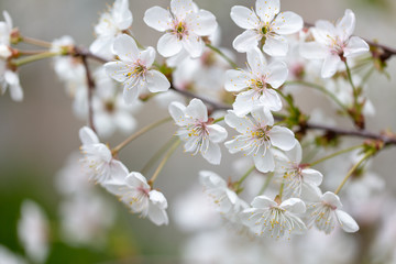 White flowers on a fruit tree on nature