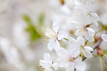 White flowers on a fruit tree on nature