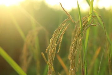 close up photo rice field in sun