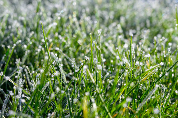 gefrorener Morgentau gras