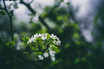 Beautiful spring flowers with colorful bokeh