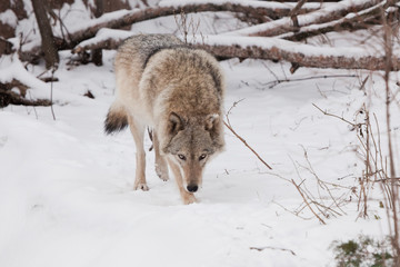 Fototapeta na wymiar Dangerous beast hunting sniffs prey. Gray wolf female in the snow, beautiful strong animal in winter.