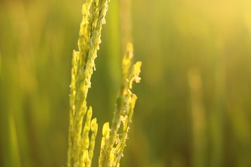 close-up photo rice field yello background