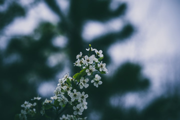 Beautiful spring flowers with colorful bokeh