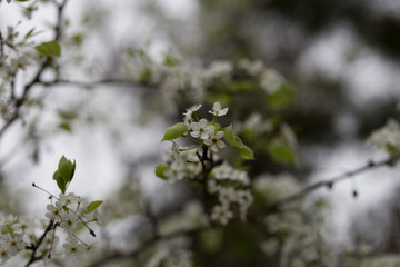 Beautiful spring flowers with colorful bokeh