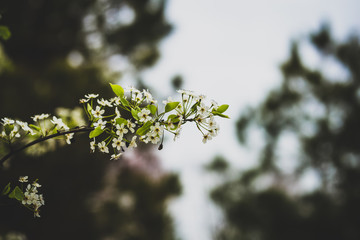Beautiful spring flowers with colorful bokeh