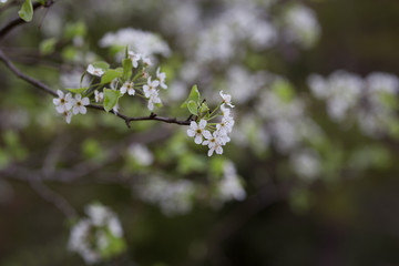 Beautiful spring flowers with colorful bokeh