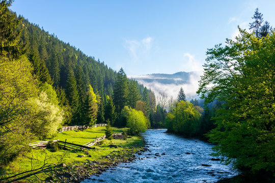 mountain river on a misty sunrise. stunning nature scenery with fog rolling above the trees in fresh green foliage on the shore in the distance. beautiful countryside in morning light