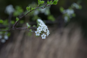 Beautiful spring flowers with colorful bokeh