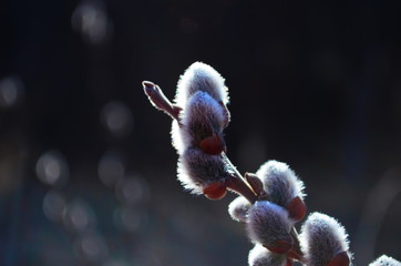 Beautiful pussy willow flowers branches. Soft floral spring frame © maria