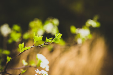 Beautiful green spring flowers with colorful bokeh