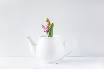One purple hyacinth growth in white teapot on white background